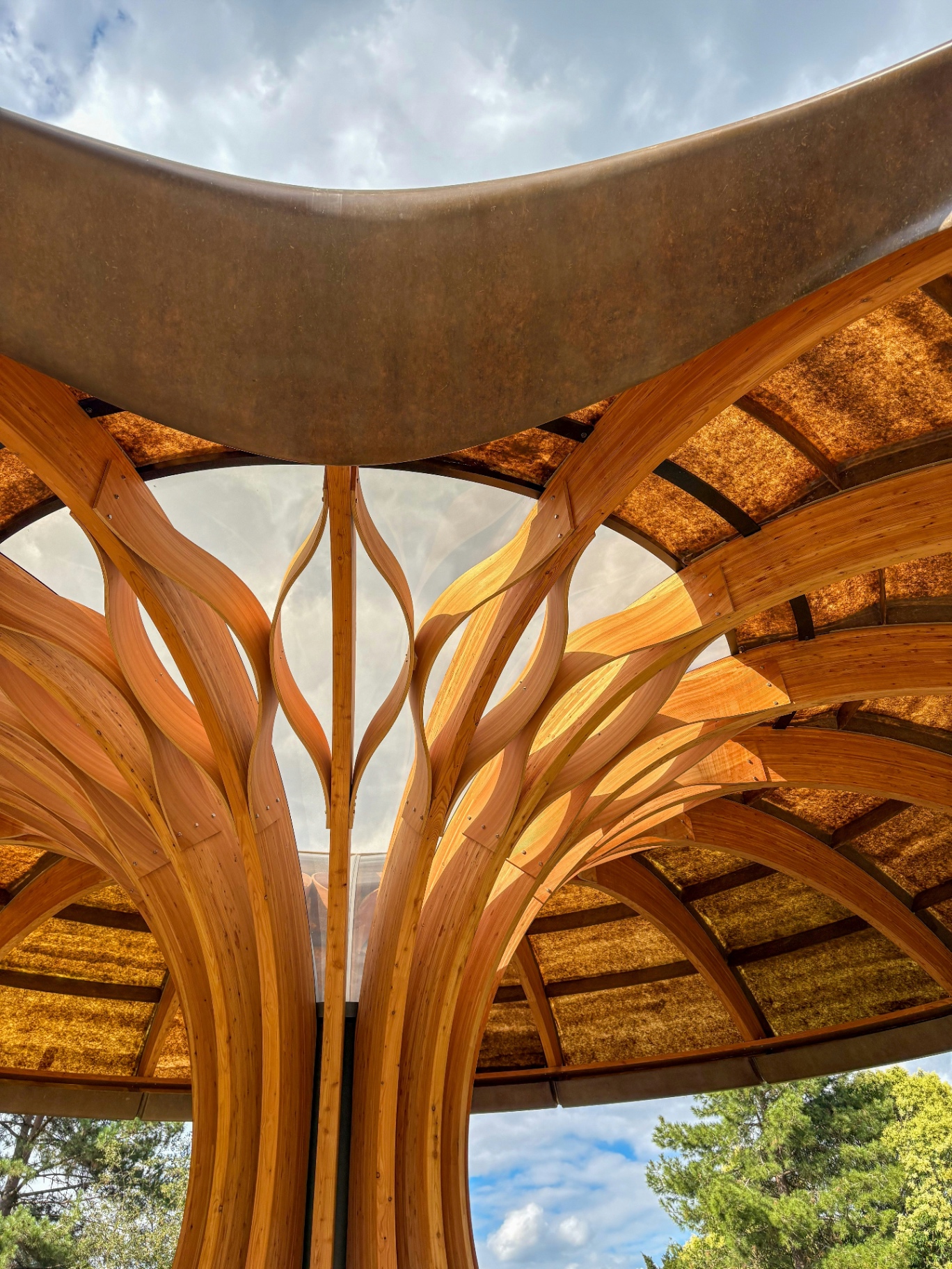 Looking up inside a wooden pavilion whose curved beams branch like a tree toward an open sky